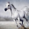 Tranh dán tường 3D Ngựa bạch dũng mãnh