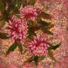 Chạm khẽ